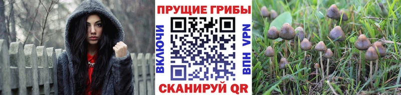 Галлюциногенные грибы мицелий  Белореченск 